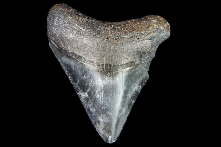 Juvenile Megalodon Tooth - Georgia #111635